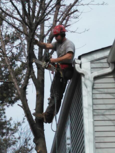 Local Tree Trimming Service columbus, ohio man trimming tree