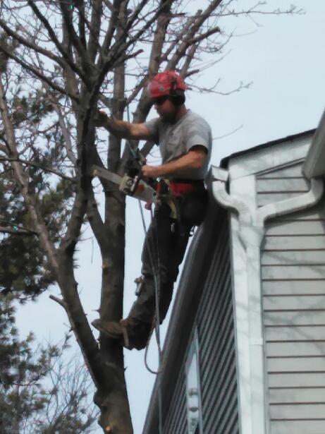 man trimming tree