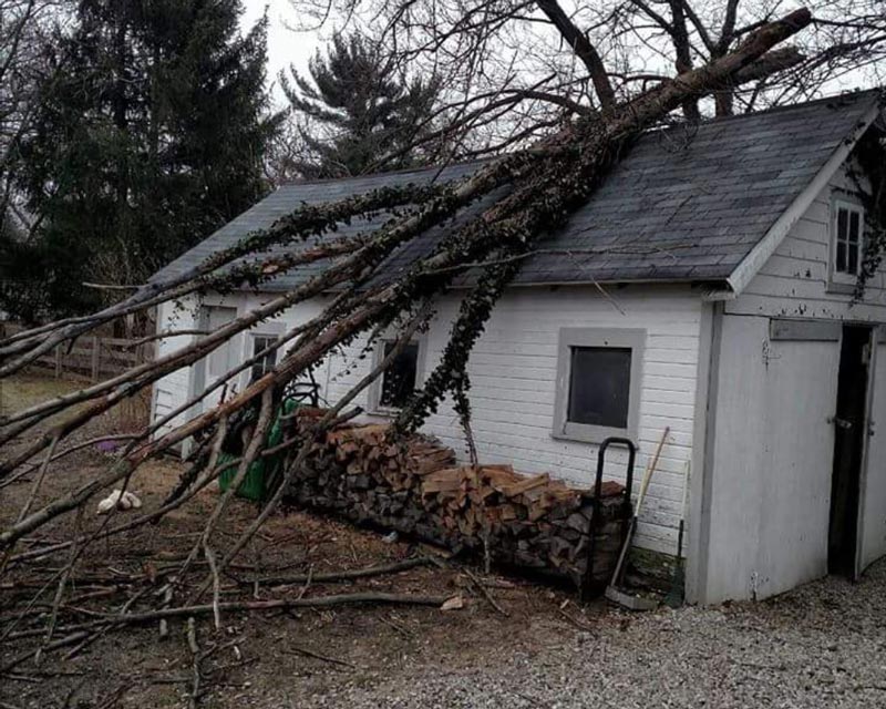 tree on garage