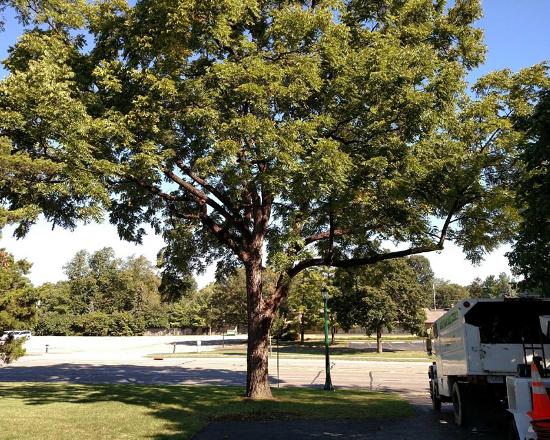 trimming tree