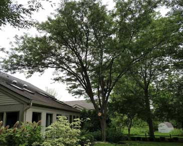 trimming tree in front of a house