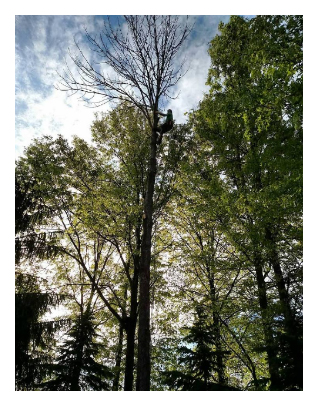 Tree pruning service in central ohio area trees