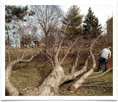 fallen tree from storm, hauling and removal